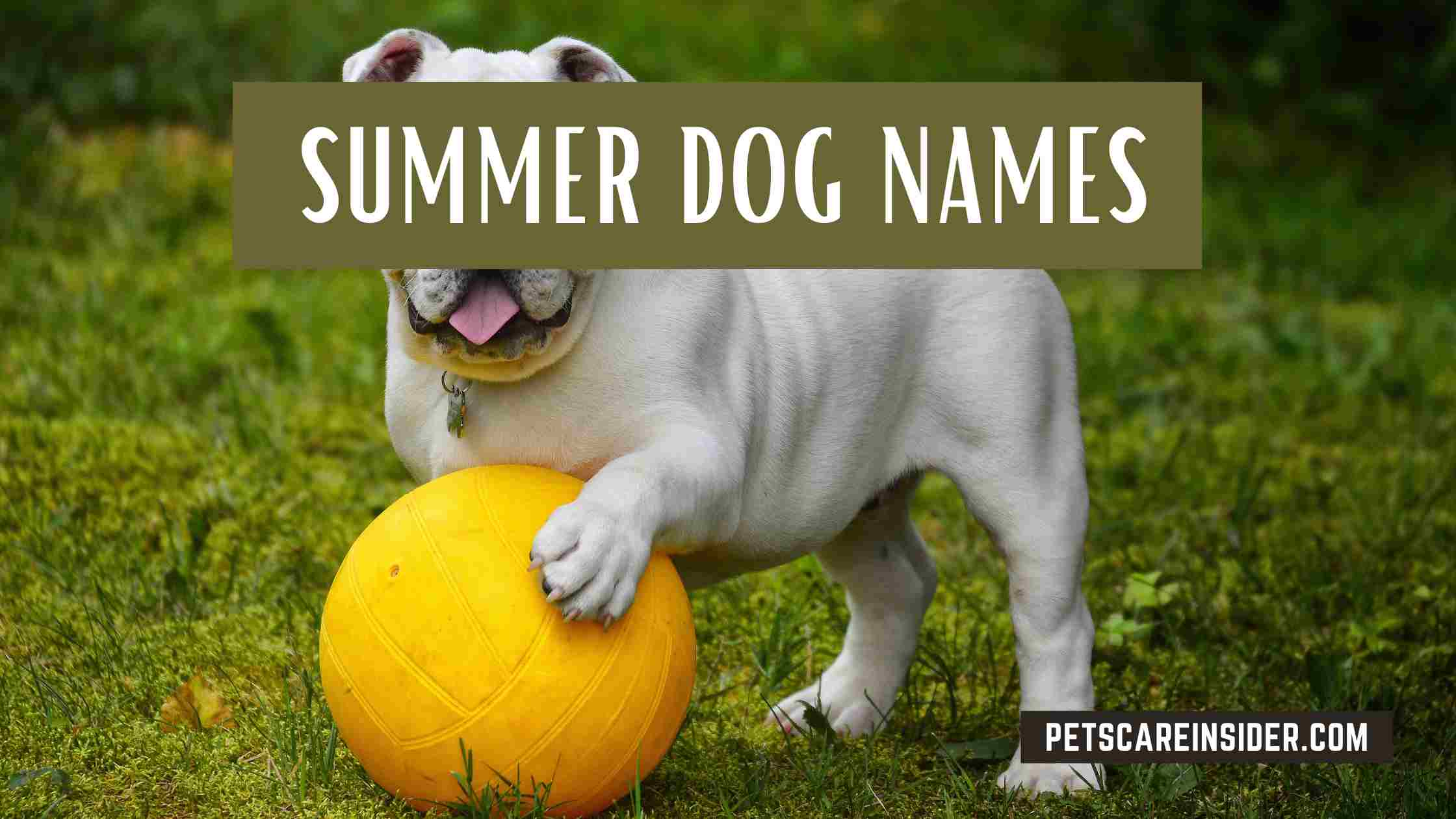 Summer Dog Names