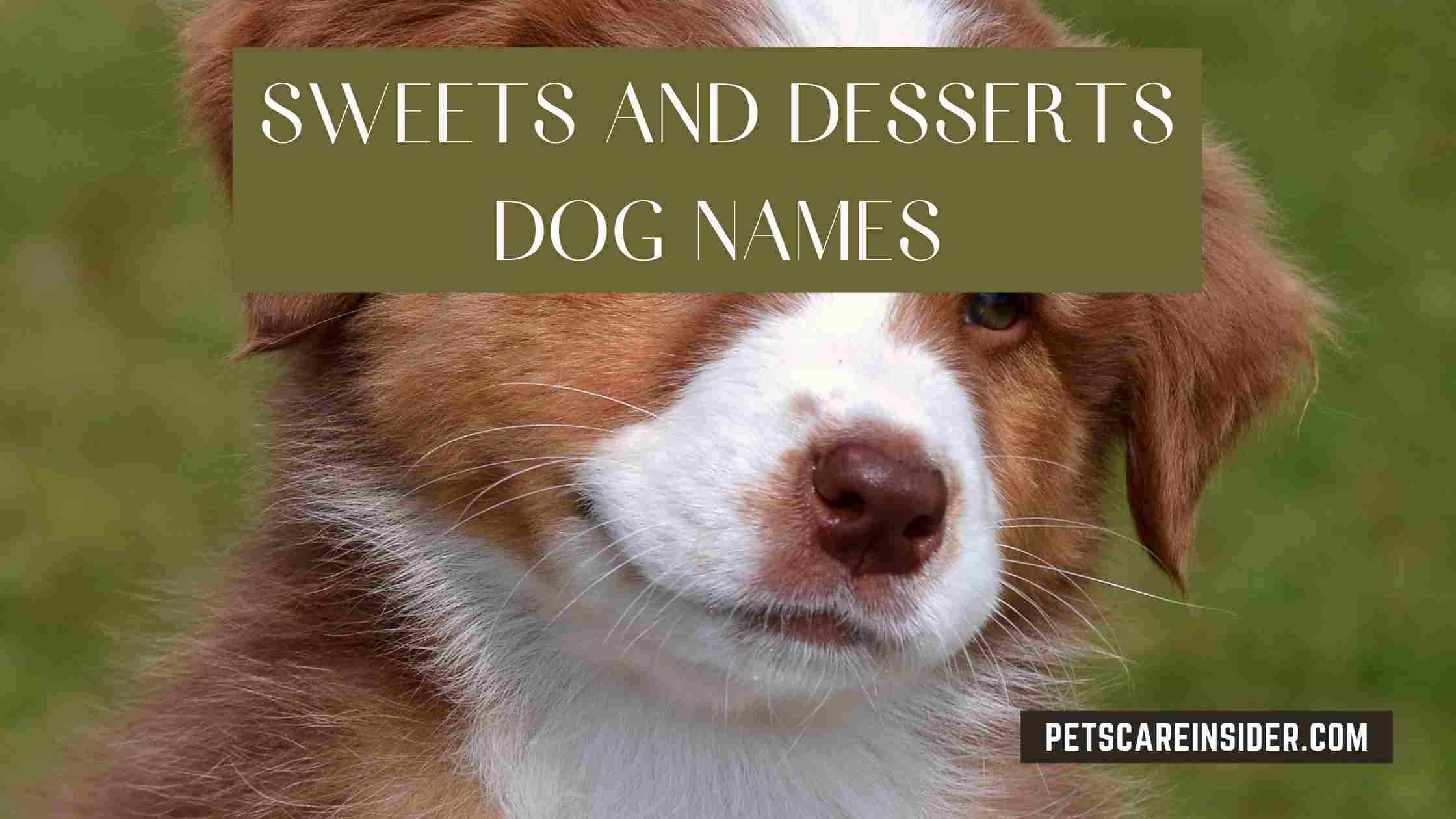 Sweets And Desserts Dog Names