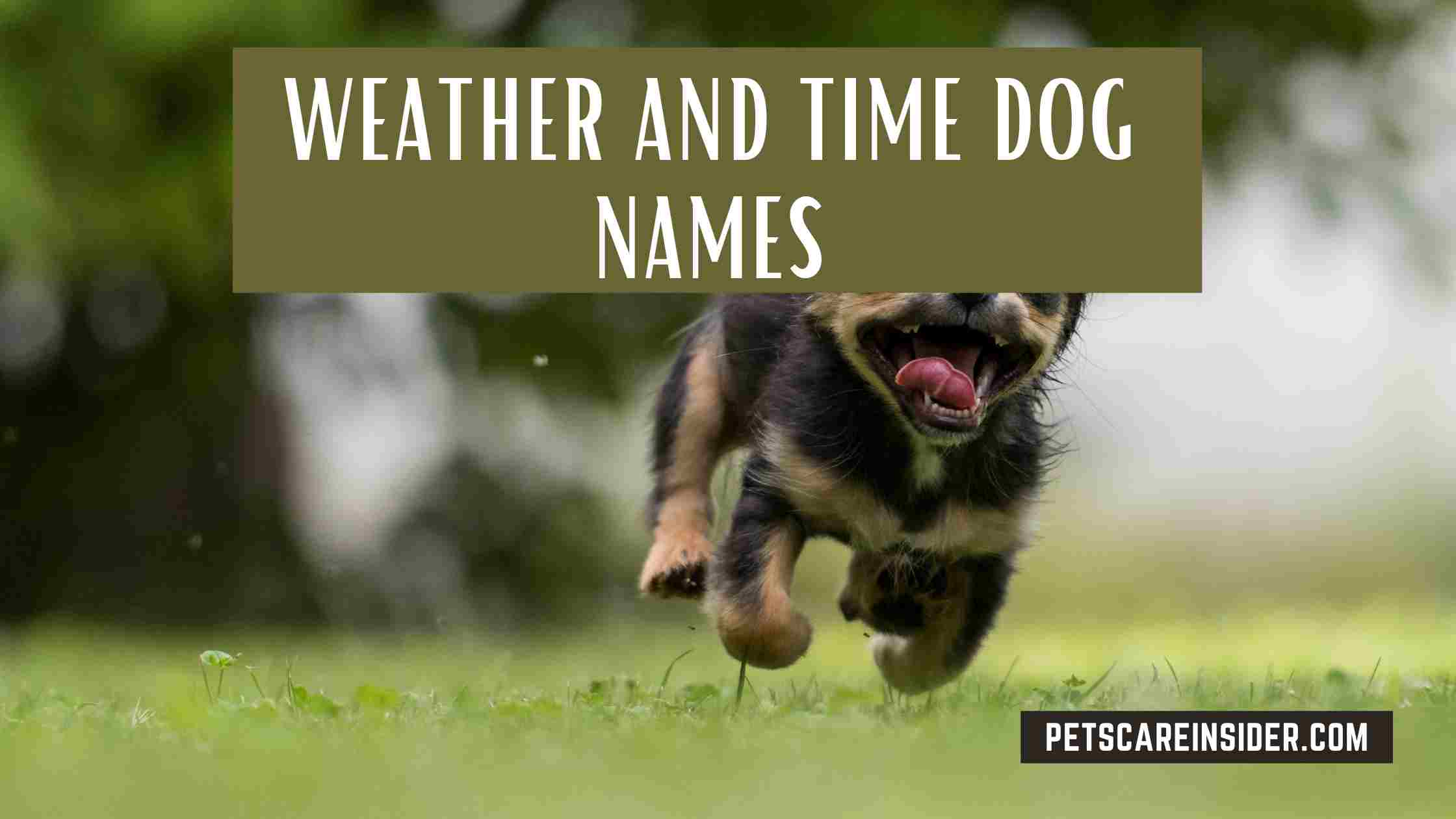 Weather And Time Dog Names