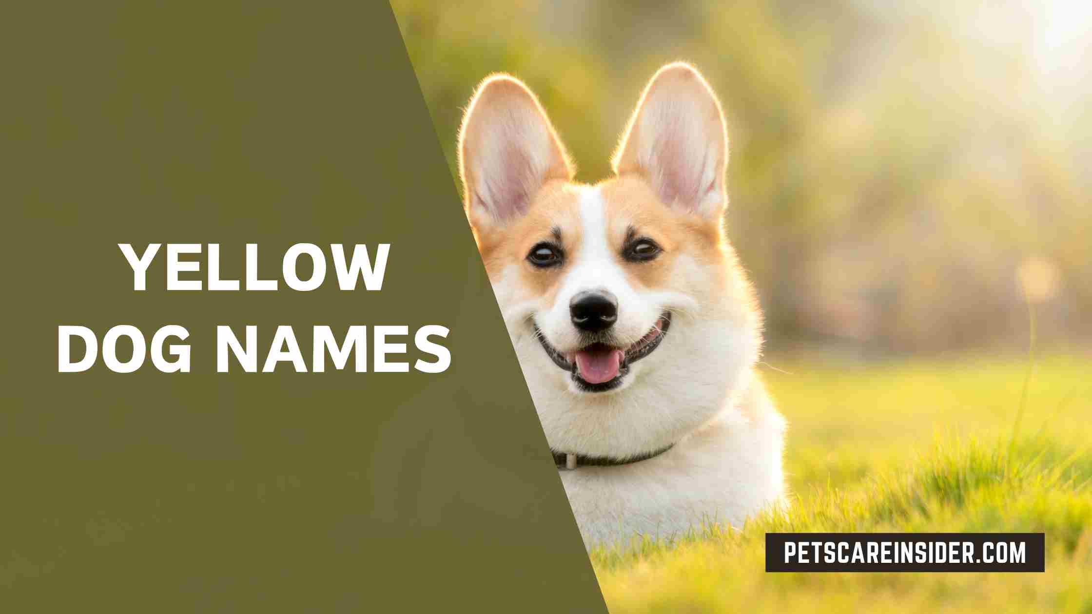 Yellow Dog Names