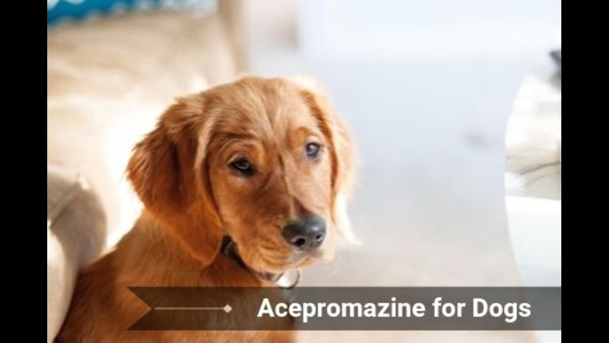 How much acepromazine will kill a dog?