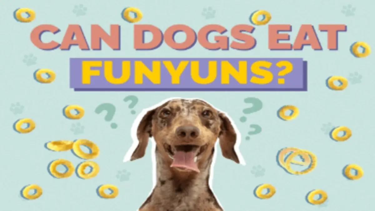 Can Dogs Eat Funyuns