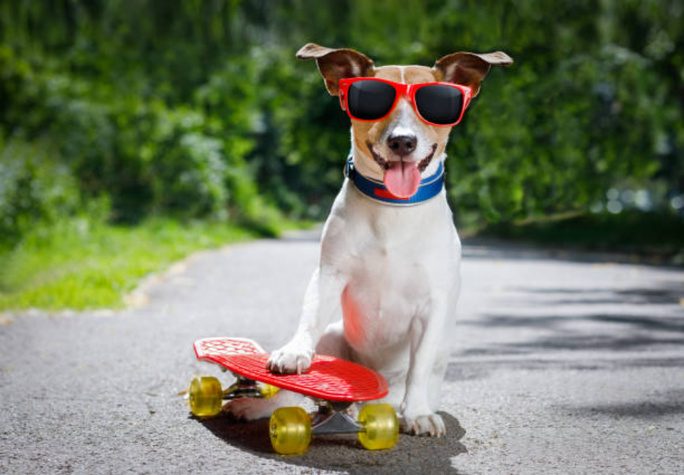 A Dog On A Red Skateboard