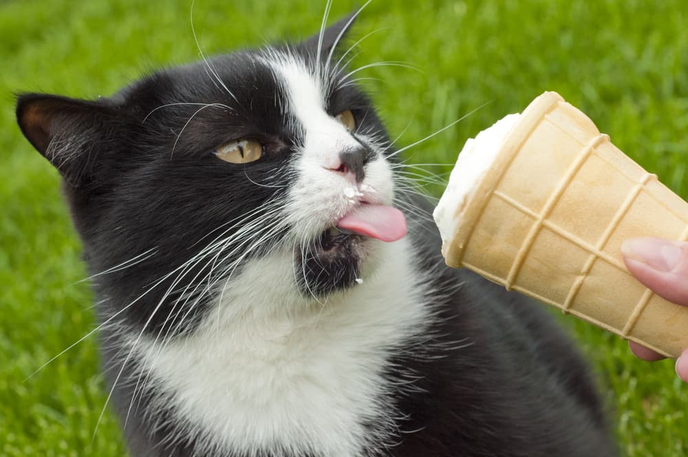 Can Cats Eat Dog Ice Cream?