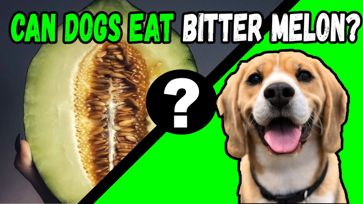 Can Dogs Eat Bittermelon