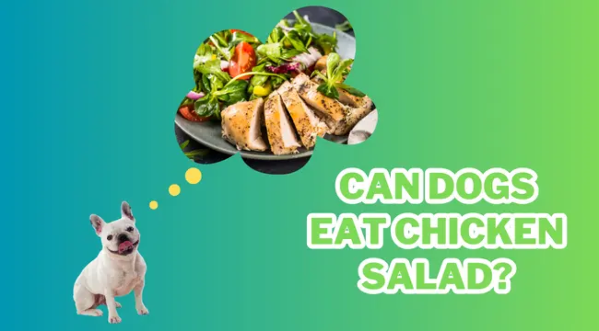 Can Dogs Eat Chicken Salad