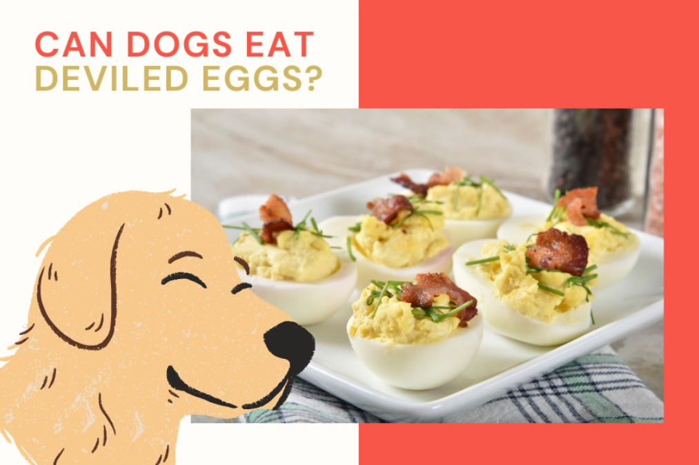 Can Dogs Have Deviled Eggs?