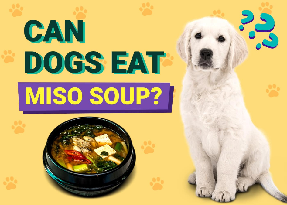 Can Dogs Have Miso Soup?