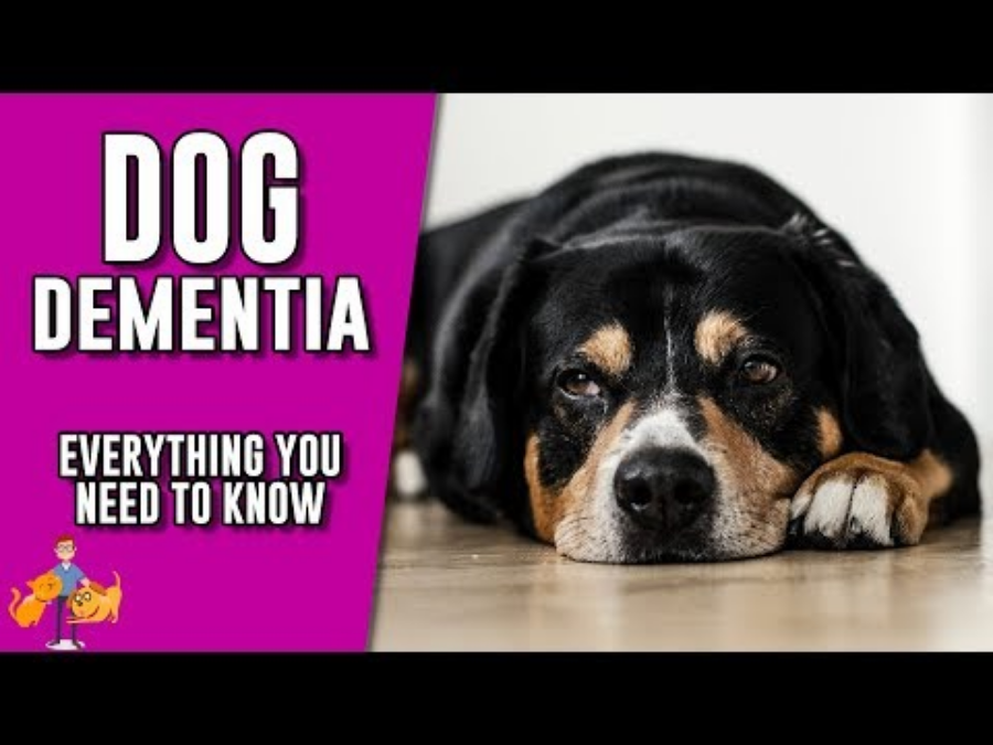 Does My Dog Have A Dementia Quiz?