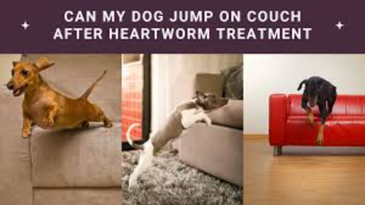 Can my dog jump on the couch after heartworm treatment?