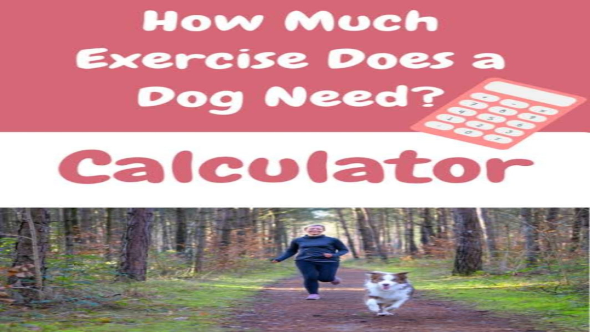 How much exercise does my dog need?