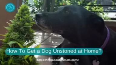 How to get a dog Unstoned