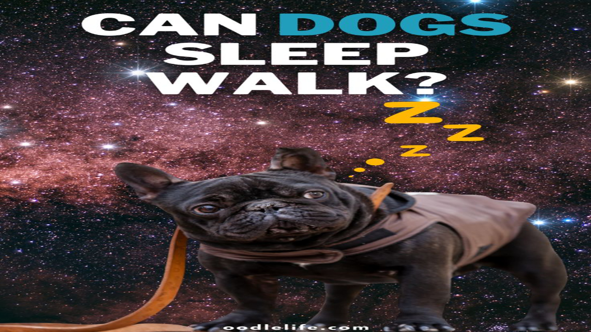 Can a dog sleepwalk?