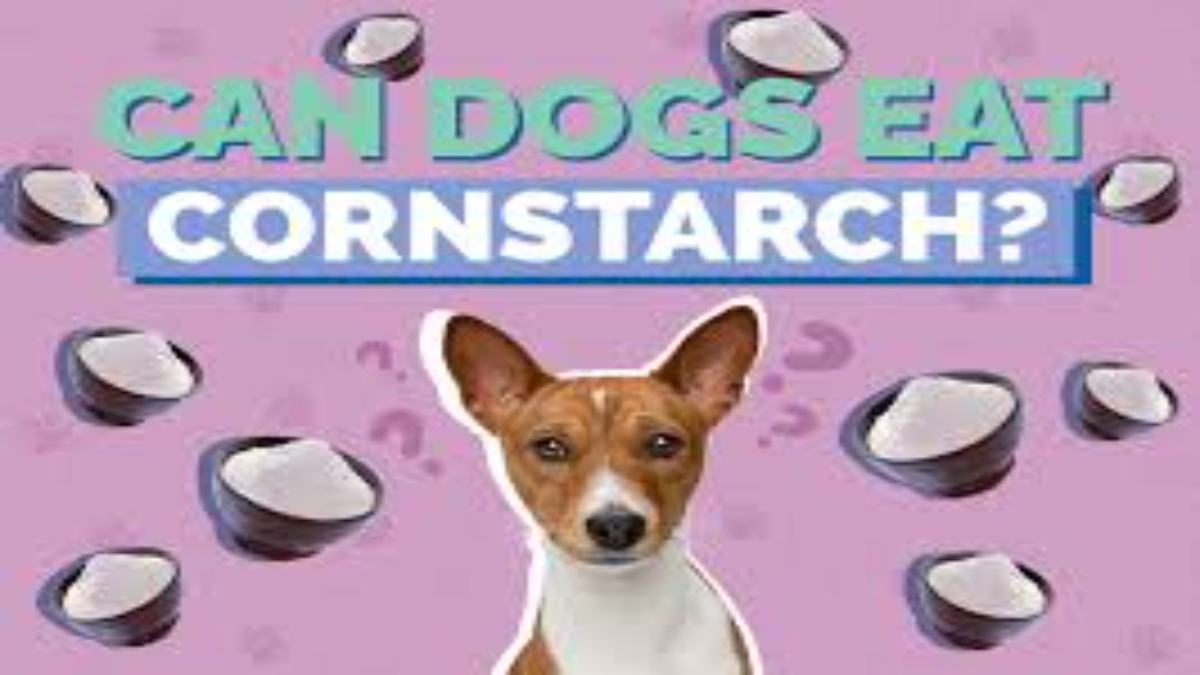 Can dogs eat cornstarch?