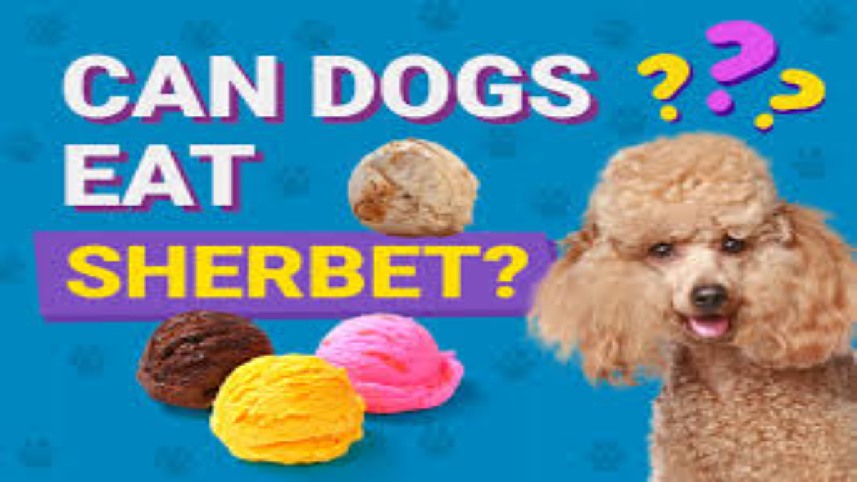 Can dogs eat sherbet?