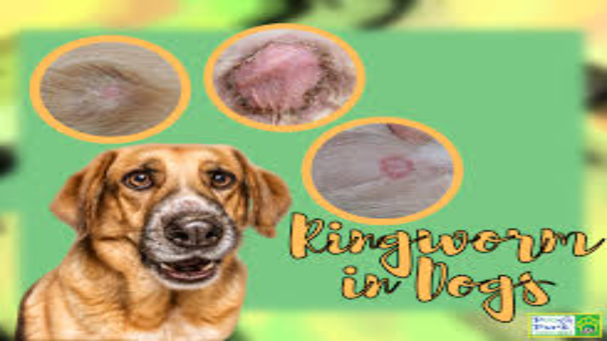 What does ringworm on a dog look like?