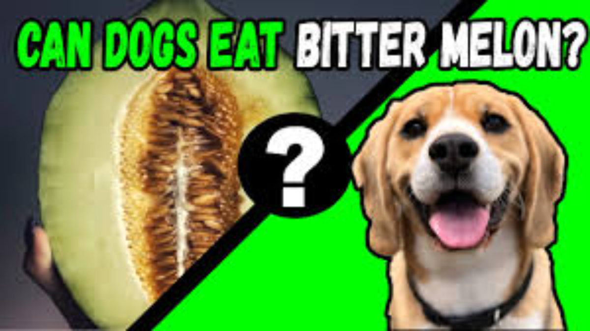 Can dogs eat bitter melon?