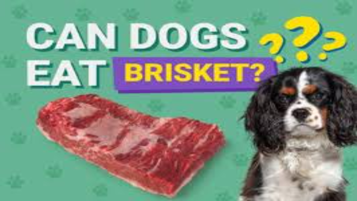 Can dogs eat brisket?