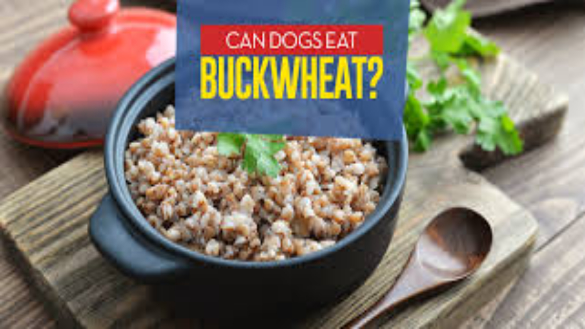 Can dogs eat buckwheat?