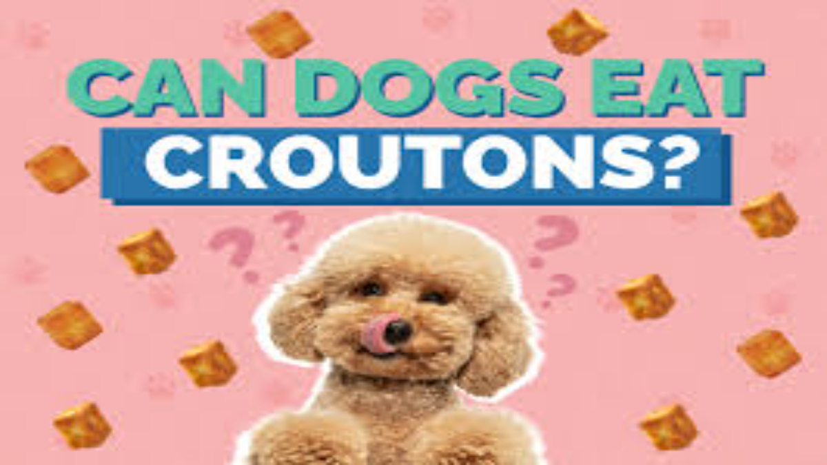 Can dogs eat croutons?