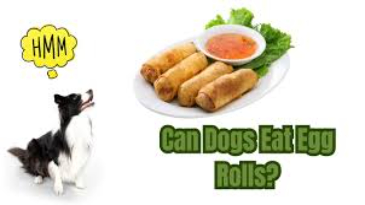 Can dogs eat egg rolls?