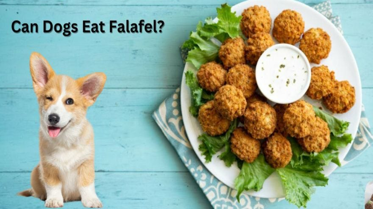 Can dogs eat falafel?