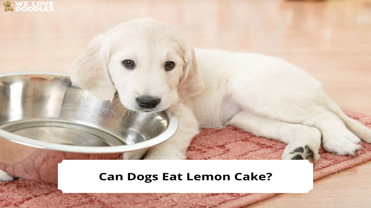 Can dogs eat lemon cake?