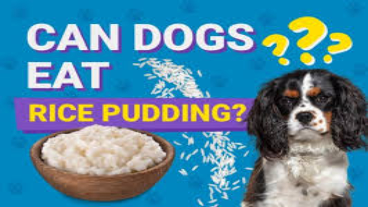 Can dogs eat rice pudding?