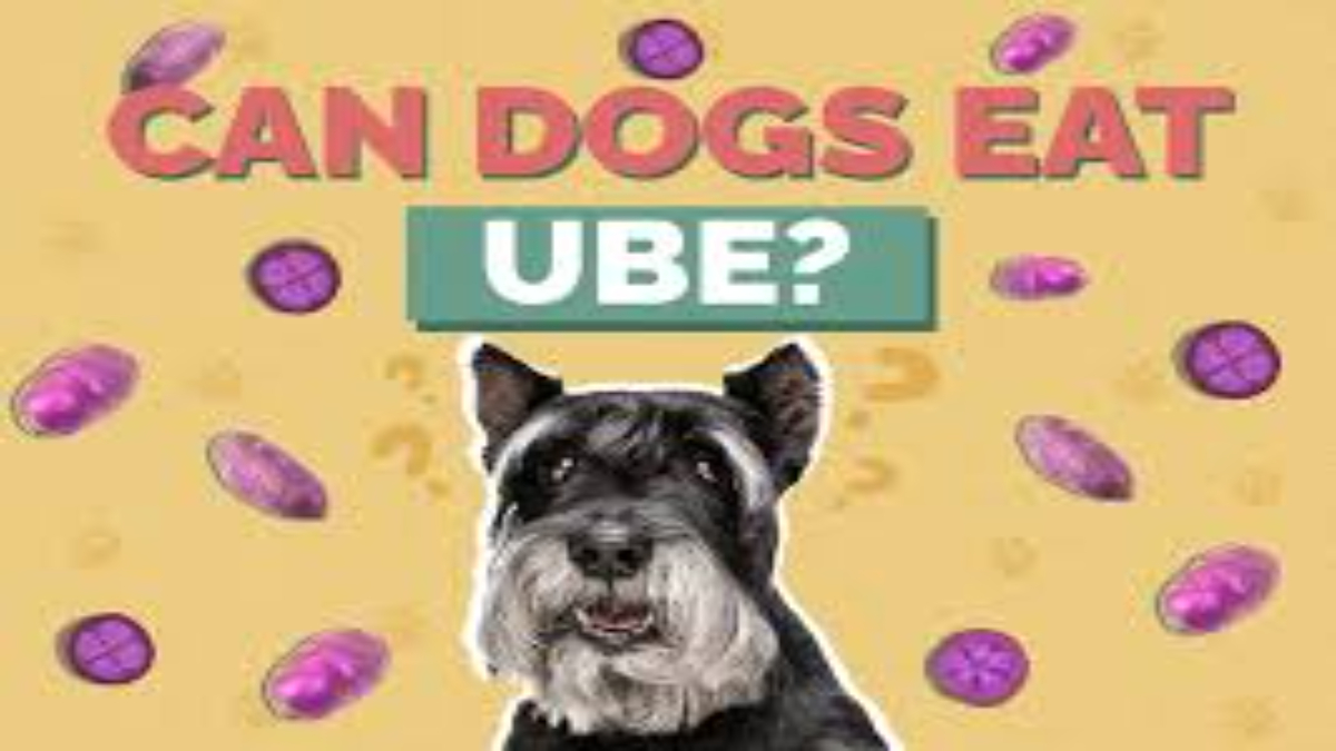 Can dogs eat ube?