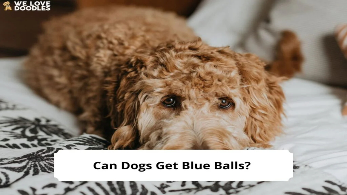 Can dogs get blue balls? 