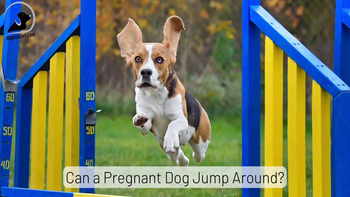 Can a pregnant dog jump around? 