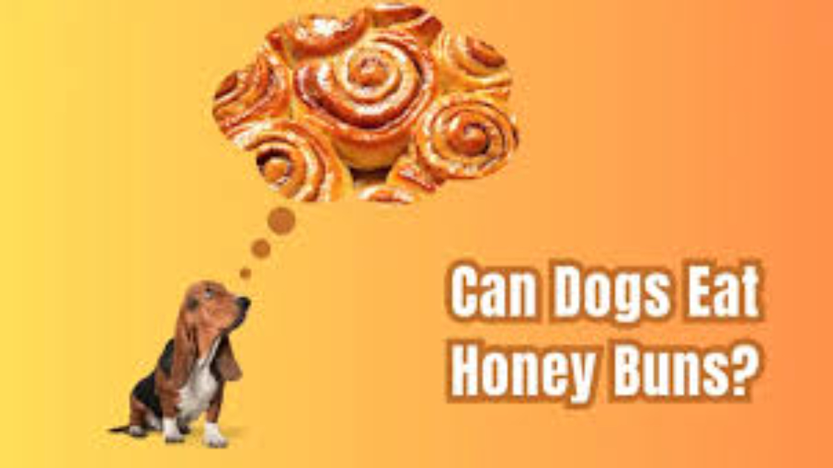 Can dogs eat honey buns? 