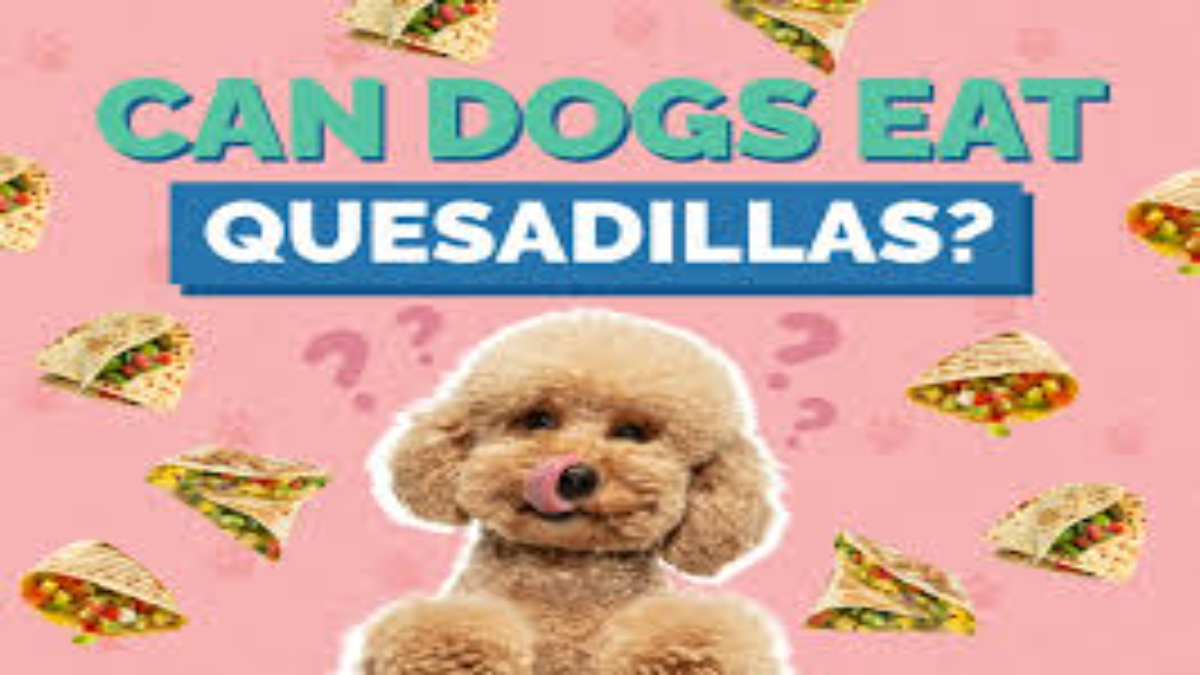 Can dogs eat quesadillas? 