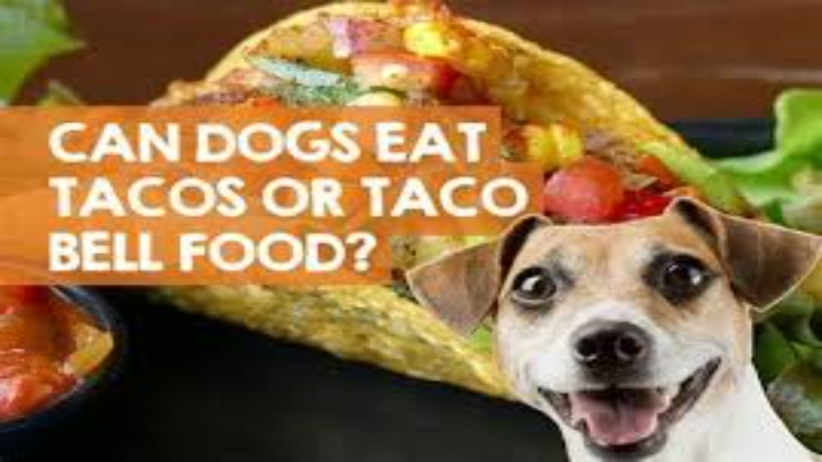 Can dogs eat tacos?