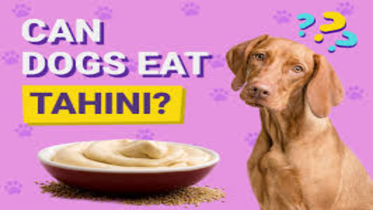 Can dogs eat tahini?