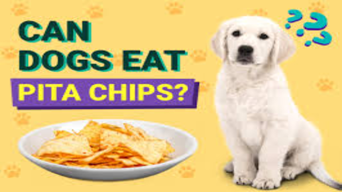 Can Dogs Eat Pita Chips? 