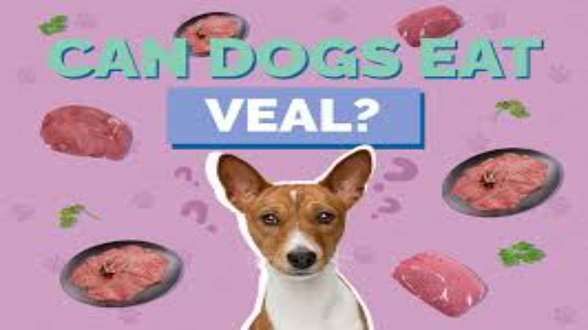 Can dogs eat veal?