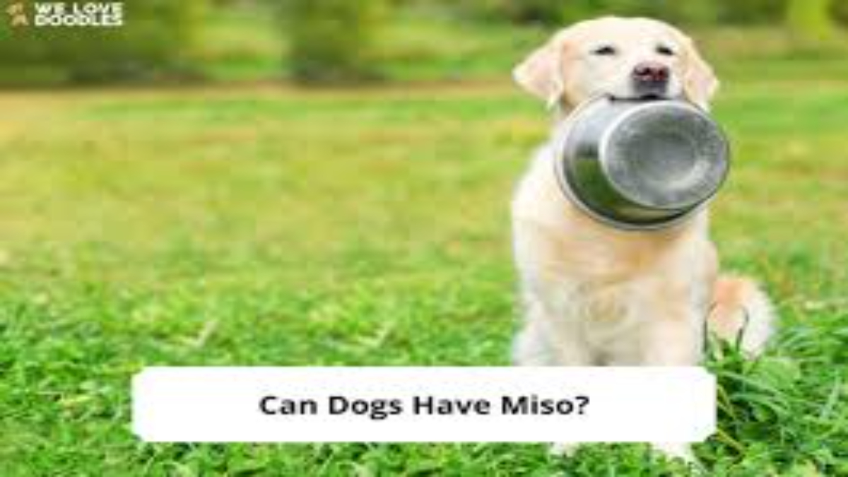 Can dogs eat Miso?