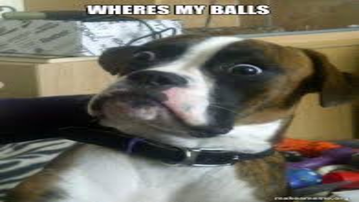 Where are my balls dog meme