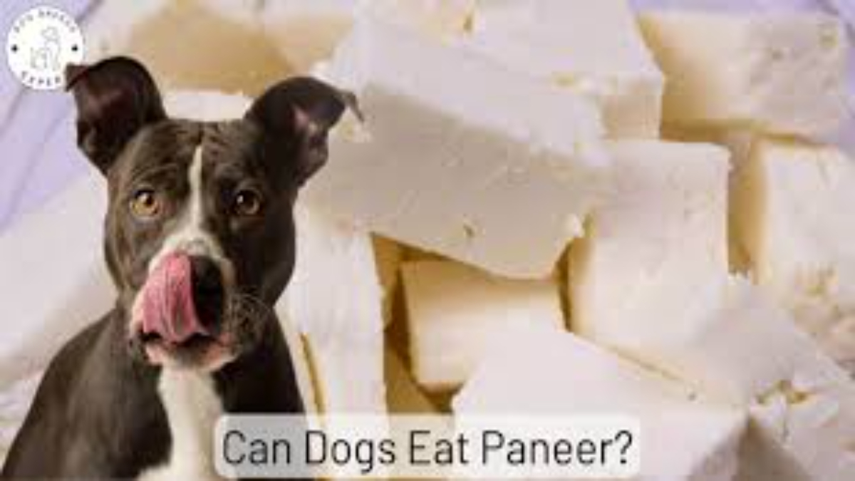 Can Dogs Eat Paneer?