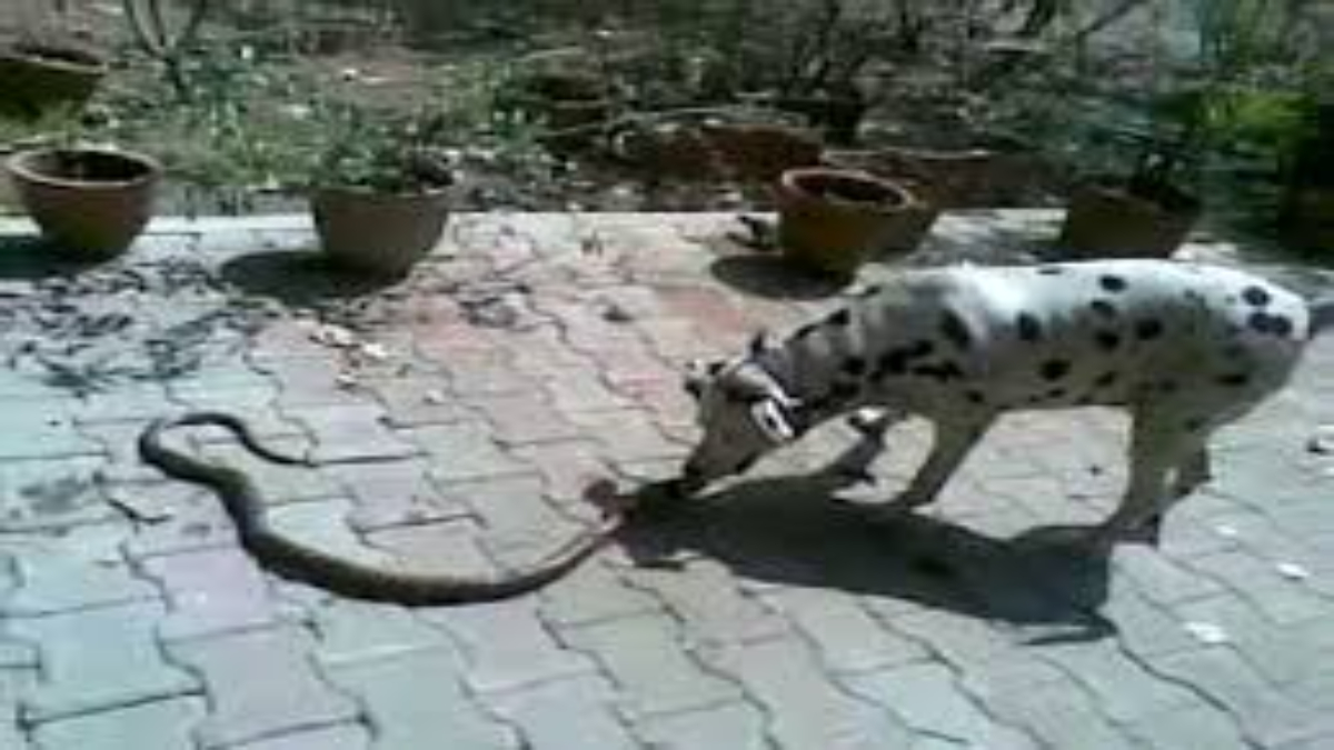 Can dogs kill snakes?