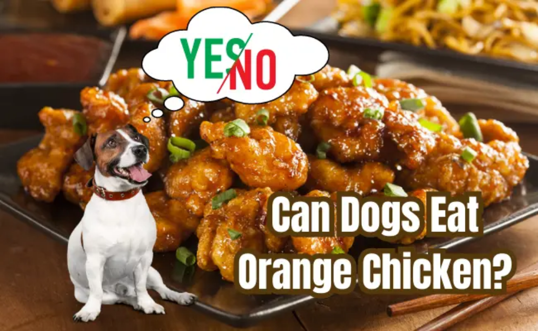 Can dogs have orange chicken?