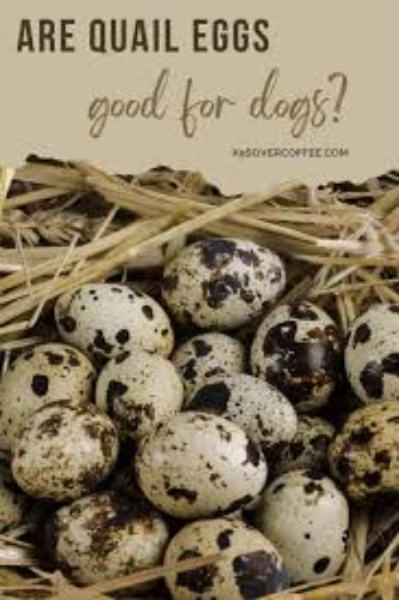 Are Quail Eggs Good for Dogs?