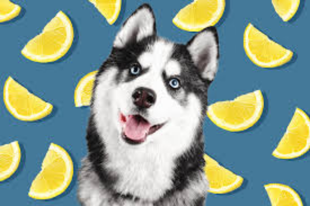 Can dogs have lemon cake?