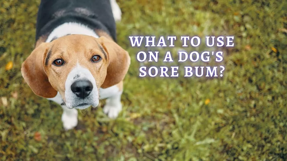 What cream can I put on my dog's sore bum?