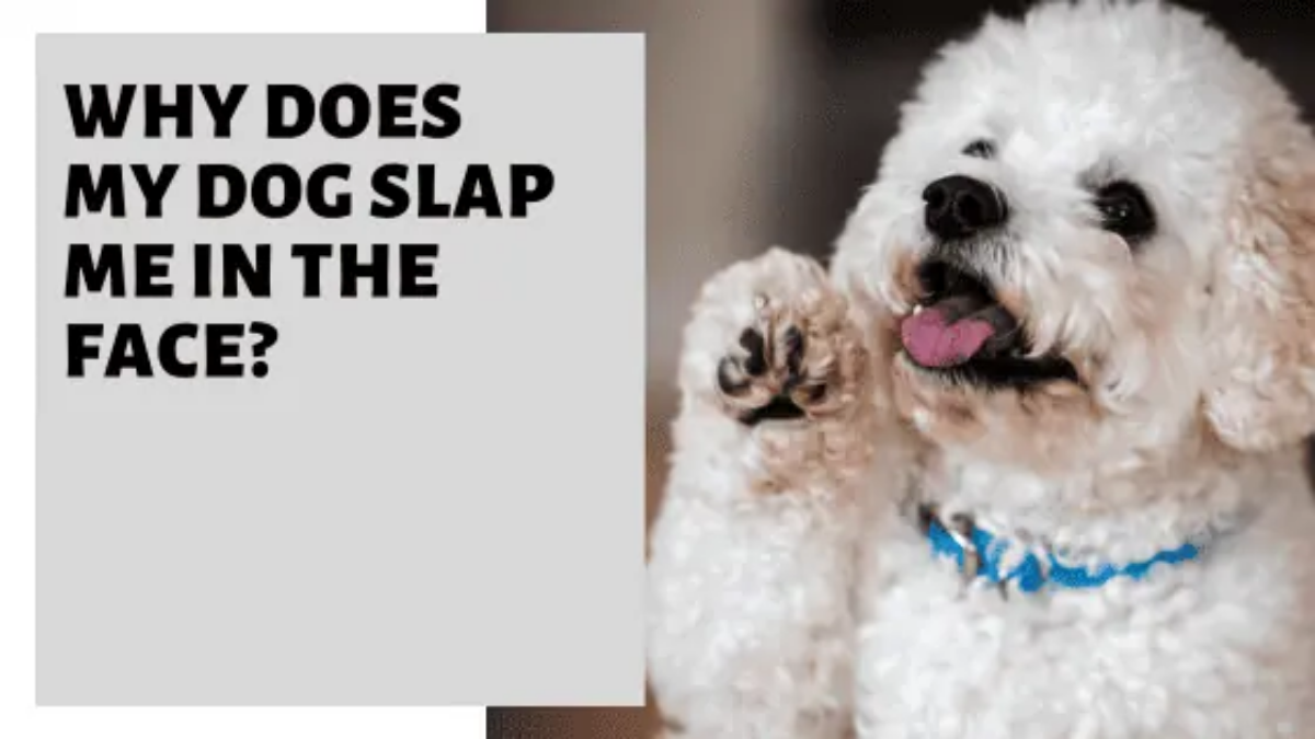 Why Does My Dog Slap Me In The Face?