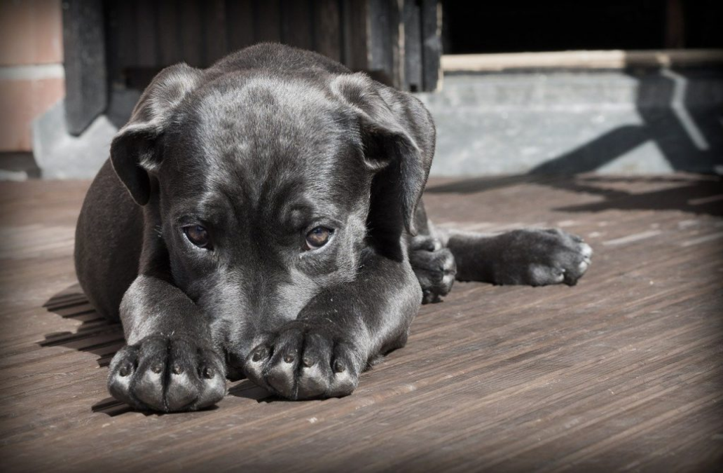 Why do dogs put their head between your legs?