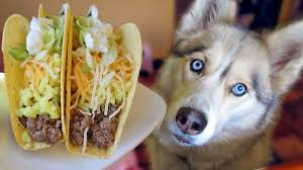 can dog eat taco meat