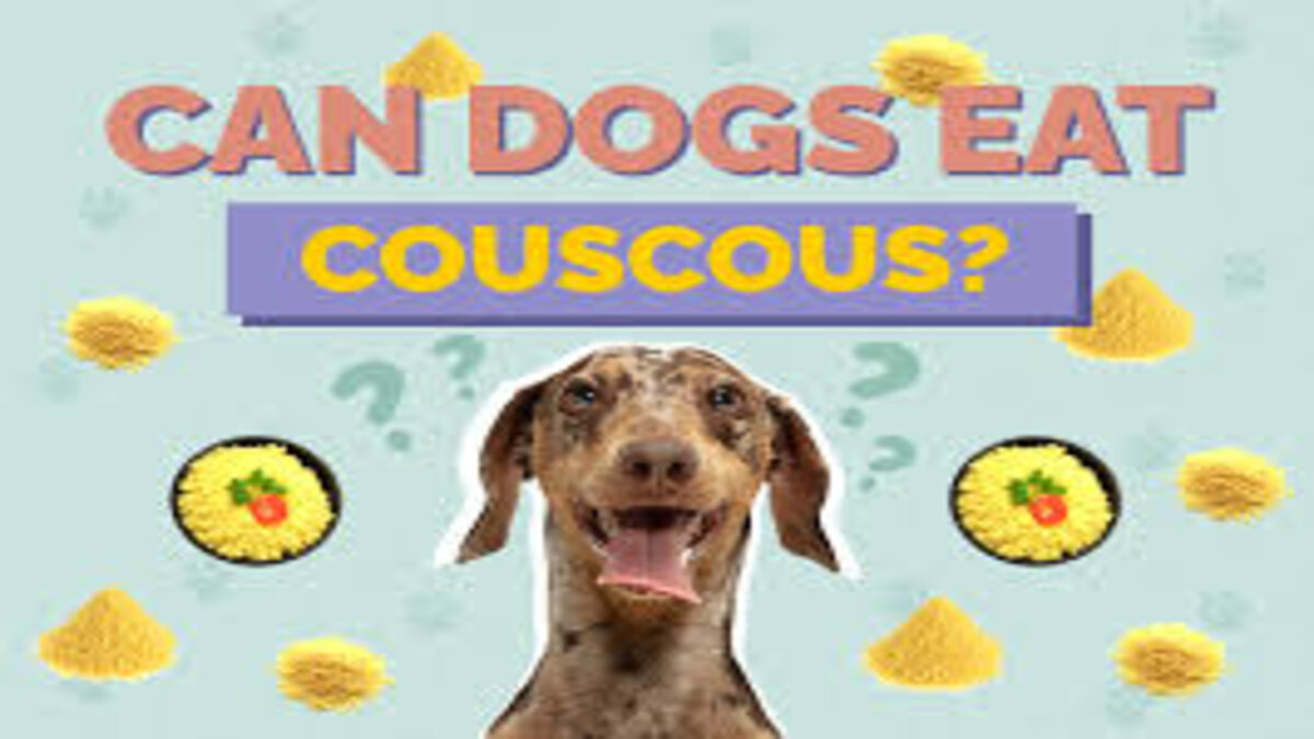 Can Dogs Eat couscous?