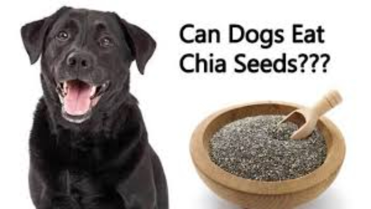 Can Chia Seeds Kill Dogs? 